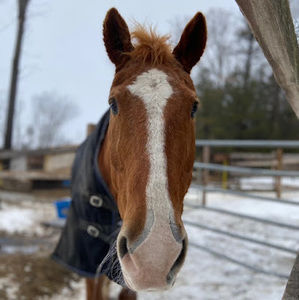 Meet your Posher, Kira